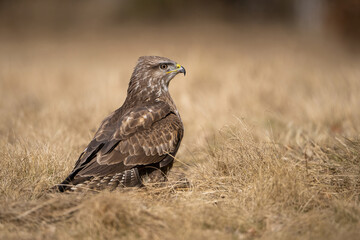 Common buzzard (Buteo buteo). Family name rests quietly in dry grass with attentive gaze. Open...