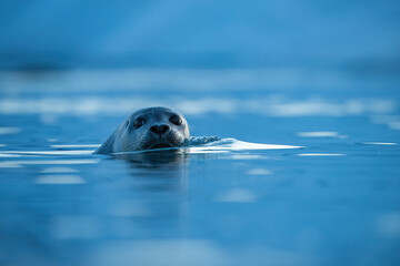 Harbor seal (Phoca vitulina). Phocidae Observes From Water. Cold coastal fjord. The calm gaze and...
