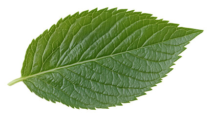 Obraz premium Close-up of a single green leaf with detailed texture and sharp edges on transparent background