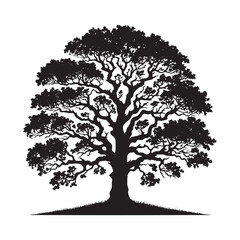 Fototapeta premium Oak Tree Vector Silhouette, Majestic Tree Outline, Nature-Inspired Clipart for Wall Art, Logos, Stickers, Apparel, Digital Prints, Crafts, Posters, and Home Decor.