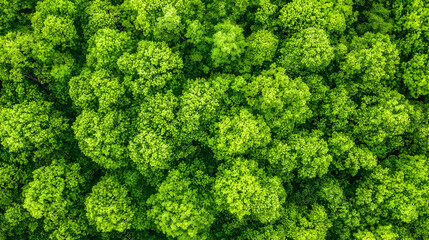 Naklejka premium Dense Green Moss Wall Texture