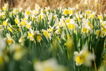 Fototapeta premium Daffodils White and Yellow on a Sunny Spring Day in Austria Europe