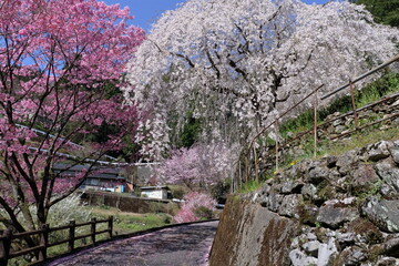 別枝の道沿いに咲く二本の桜　（高知県　仁淀川町　大石家周辺）