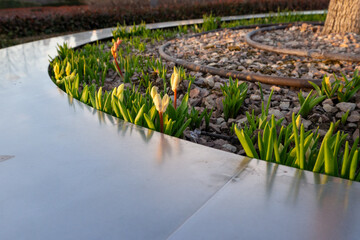 Curved drip irrigation lines run through flower beds around a tree in a landscaped garden....
