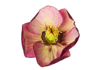 spring flower hellebore isolated on white background