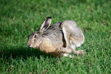 running hare in the grass