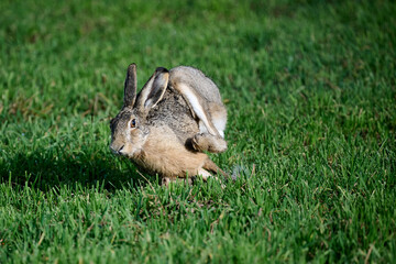 running hare in the grass