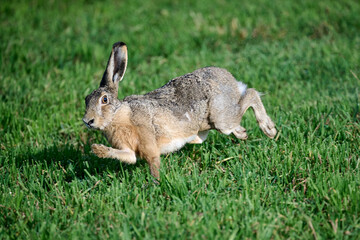 running hare in the grass