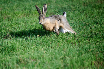 running hare in the grass