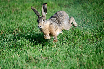 running hare in the grass