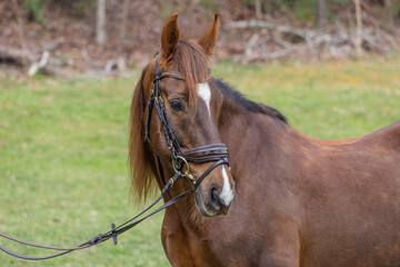 Fototapeta premium Portrait of a senior Saddlebred horse looking over its shoulder with a bridle on. 