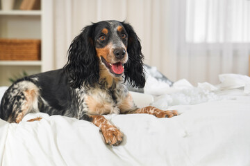 Naughty cocker spaniel lying in messy bedroom, closeup