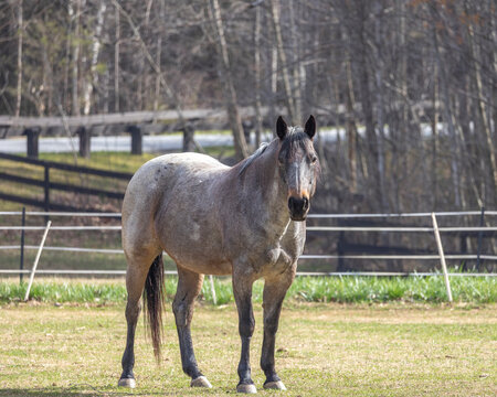 A roan Quarter horse standing in a paddock with an electric tape fence in the background. 
