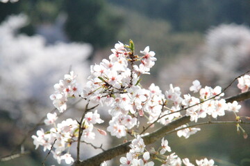 FLORES DE SAKURA EN PRIMAVERA EN JAPÓN