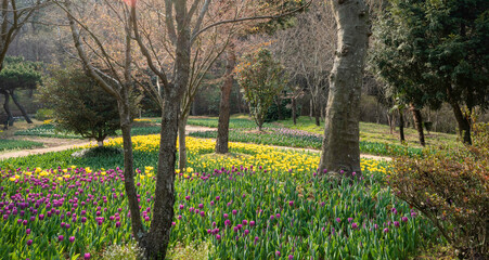 장흥 하늘빛수목원 튤립 꽃밭.시골 공원의 튤립 꽃밭