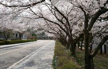 Obraz premium 하얗게 핀 영암 왕인박사 유적지의 벚꽃 풍경.