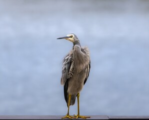 A White-faced Heron perched with water background