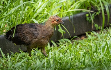 A juvenile Australian Brushturkey walking in green grass
