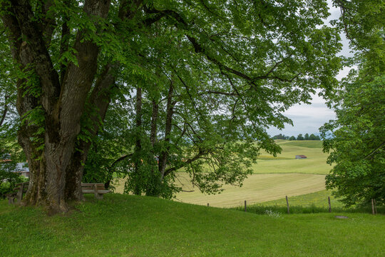 Tranquil Wooden Bench Under Ancient Tree with Rolling Farmland Vista, Wildsteig, Germany