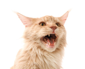 Cute Maine Coon cat on white background