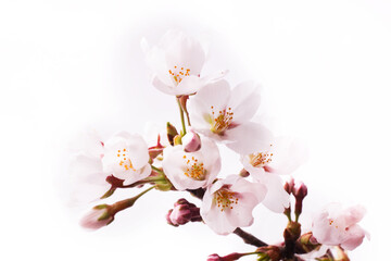 Fototapeta premium 桜 イメージ