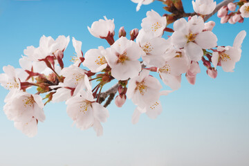 桜　　イメージ