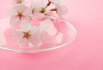 桜　　イメージ