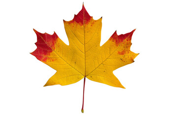 Fototapeta premium Vibrant maple leaf showing the change of seasons with colors of yellow and red