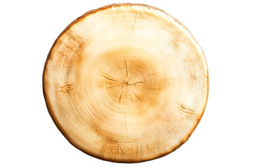 Fototapeta premium Tree rings pattern wood cross section nature texture background