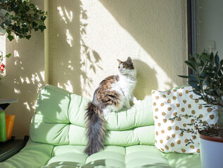 Domestic cat at the balcony on a very sunny summer day