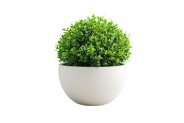 Green round decorative plant in a light colored pot in a studio shot