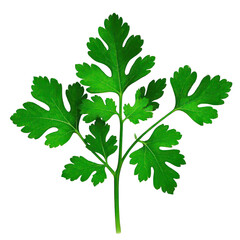 Coriander Leaves Isolated On Transparent Background, Generative AI