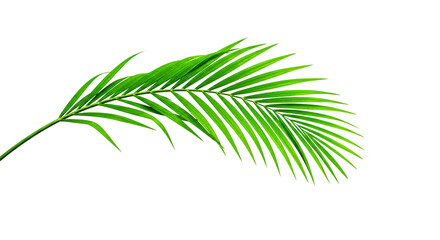 A bright green palm frond curves across a black background with detailed leaf structure visible clearly