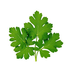 Coriander Leaves Isolated On Transparent Background, Generative AI