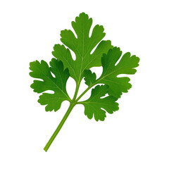 Coriander Leaves Isolated On Transparent Background, Generative AI