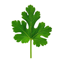 Fototapeta premium Coriander Leaves Isolated On Transparent Background, Generative AI