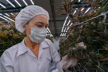 A researcher in a controlled environment inspects cannabis plants for quality assurance and growth...