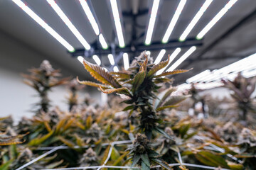Close up of a cannabis indoor cultivation facility with LED grow lights. The plants are supported...