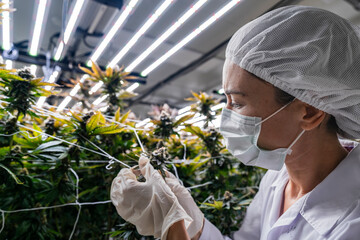 A researcher inspects cannabis plants in a high tech indoor facility, using digital technology for...