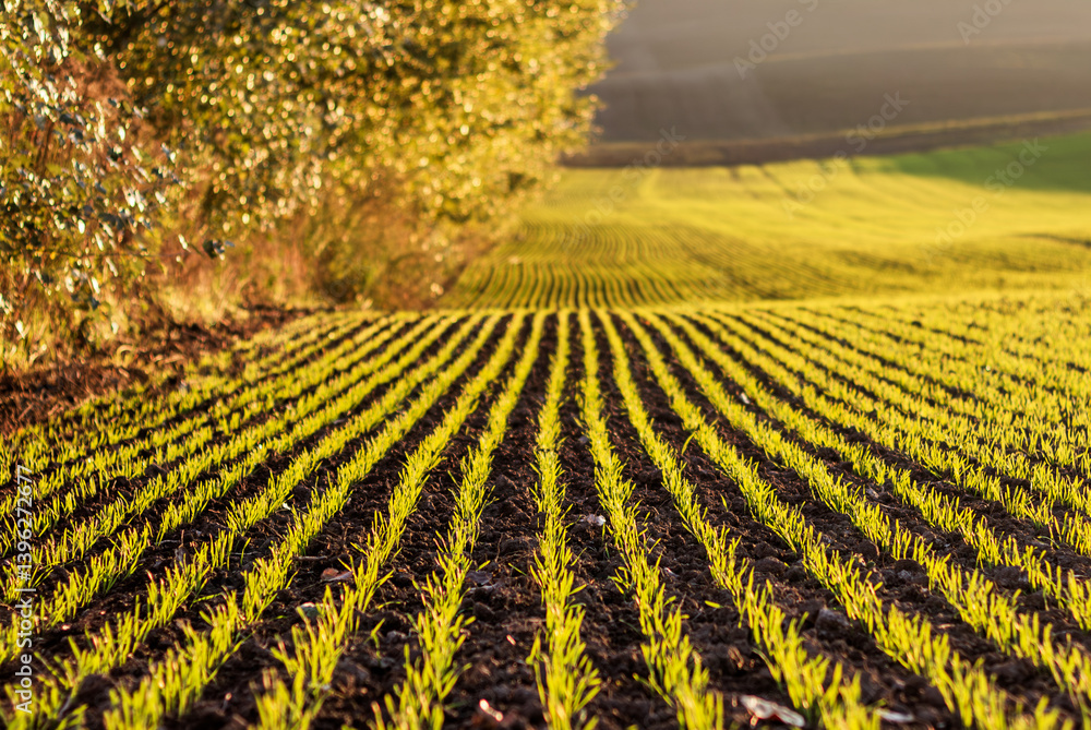 Poster young crops thrive in orderly rows across an expansive field, illuminated by the soft light of dawn,