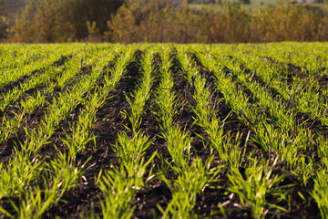 Rows of vibrant green crops stretch across a fertile field as sunlight illuminates the landscape in...