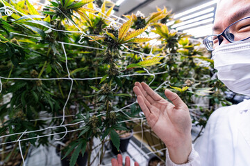 A researcher inspects cannabis plants in a high tech indoor facility, using digital technology for...