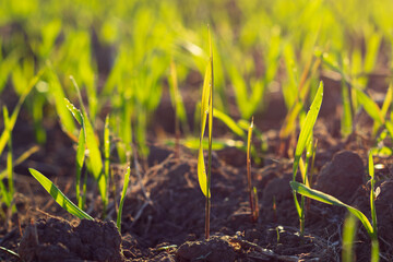 Young green plants sprout from dark, fertile earth in a bright, sunlit field, showcasing the...
