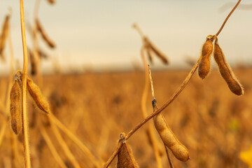 Ripened soybean pods hang from thin stems in a golden field, illuminated by the warm light of late afternoon, creating a tranquil agricultural landscape
