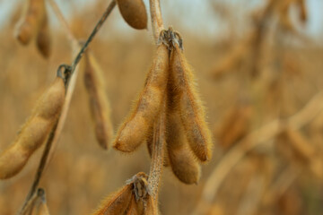 Mature soybean pods hang gracefully from their stems against a backdrop of golden fields, demonstrating the bounty of the late summer harvest season
