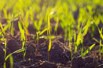 Newly sprouted green seedlings emerge from dark soil, basking in the sunlight of a bright morning in a rural landscape, symbolizing growth and renewal