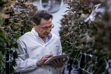 A researcher inspects cannabis plants in a high tech indoor facility, using digital technology for...
