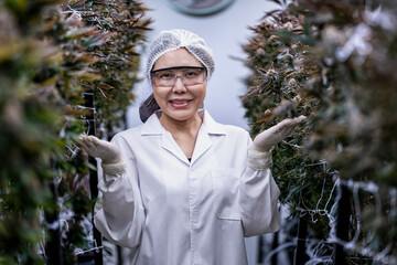 A scientist inspects cannabis plants in a controlled indoor farm for quality assurance and...