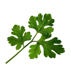 Coriander Leaves Isolated On Transparent Background, Generative AI
