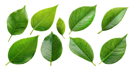 Naklejka premium Various Fresh Green Leaves Isolated on White Background for Nature, PNG bundle collection, Isolated on Transparent Background